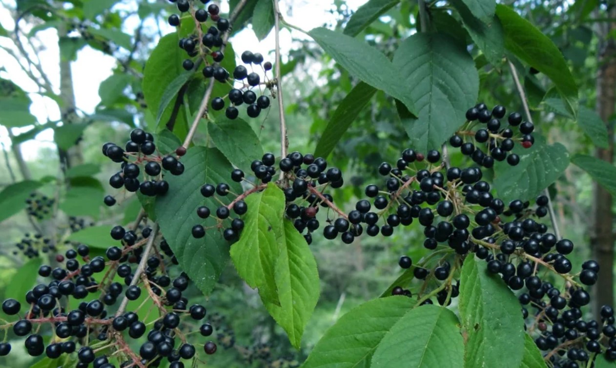 Черные ягоды собирать. Черная черемуха куст. Куст черемуха ягоды черные. Черёмуха обыкновенная плоды. Черная черемуха дерево.