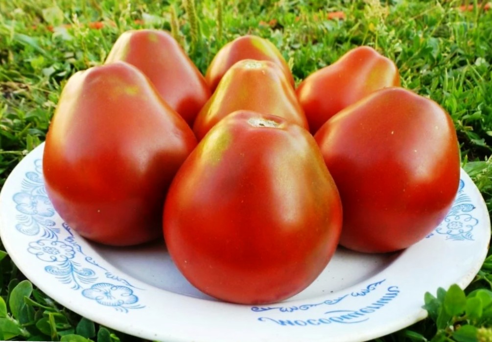 Сорта мясистых помидоров