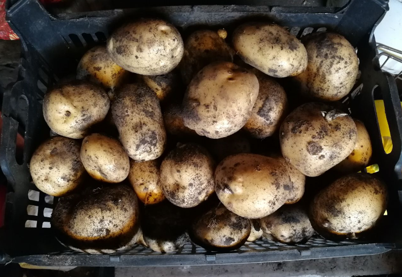 Урожай картофеля, фото автора