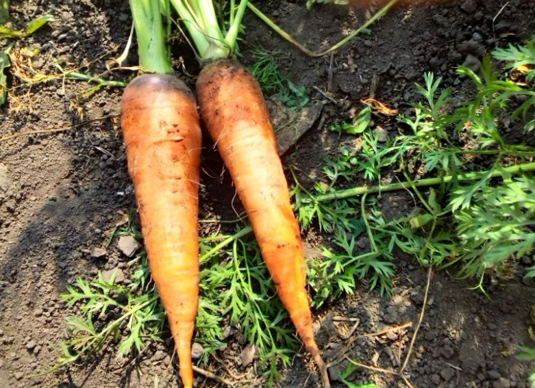 Морковь, фото автора