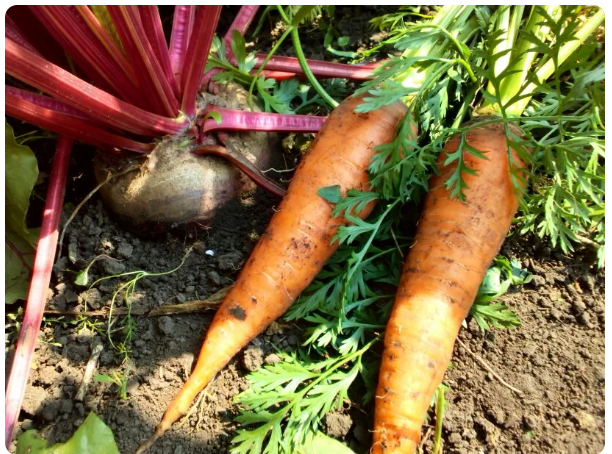 Свекла и морковь, фото автора 