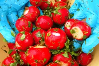 Простой пошаговый рецепт маринованного редиса без уксуса с чесноком и зеленью за 2 дня. Как вкусно и правильно заквасить хрустящий редис